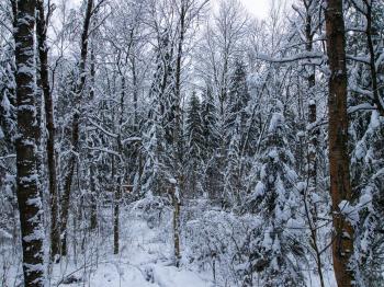 IMG_7521.jpg